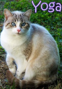 Ciao. Mi chiamo Yoga. Sono arrivata in gattile con i miei piccoli in uno scatolone. Non sono una micia socievole. Non amo molto le persone... Ho ancora paura di voi. Purtroppo molte "persone" mi hanno maltrattato prima di arrivare qui.... Ho il soffio al cuore e devo essere tenuta sotto controllo. Sto imparando a fidarmi, ma non è facile, per ora preferisco osservarvi a distanza.