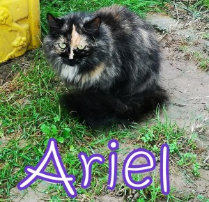 Ciao a tutti mi chiamo Ariel. Sono nata in una colonia felina, e al momento preferisco restare a distanza: mi piace guardare i volontari da lontano e avvinarmi solo quando arriva l'ora della pappa. Ho bisogno di tempo e tanta tanta pazienza....