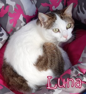 luna 