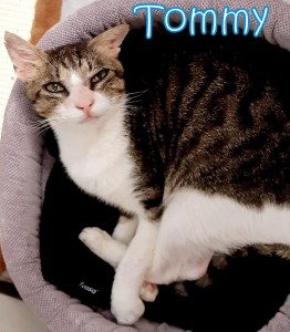 Ciao A-mici! Mi presento, io sono Tommy, un bellissimo micio bianco e tigrato. Da dove comincio? Ok vi faccio l'elenco... - sono positivo alla Fiv - ho un orecchio basso e gli occhi cesposi con un mini residuo di terza palpebra visibile, tutti segni della mia vita vagabonda -ho una rarissima variante di follicolite mucinosa per la quale non esiste cura, ma solo terapie sperimentali... Insomma oltre ad essere un micio sfortunello sono anche un cantante lirico: miagolo e mi faccio sentire, adoro le carezze e sono molto coccoloso.