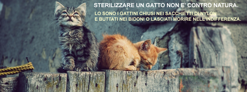 TOGLI UN GATTO DALLA STRADA