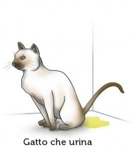 gatto-che-urina