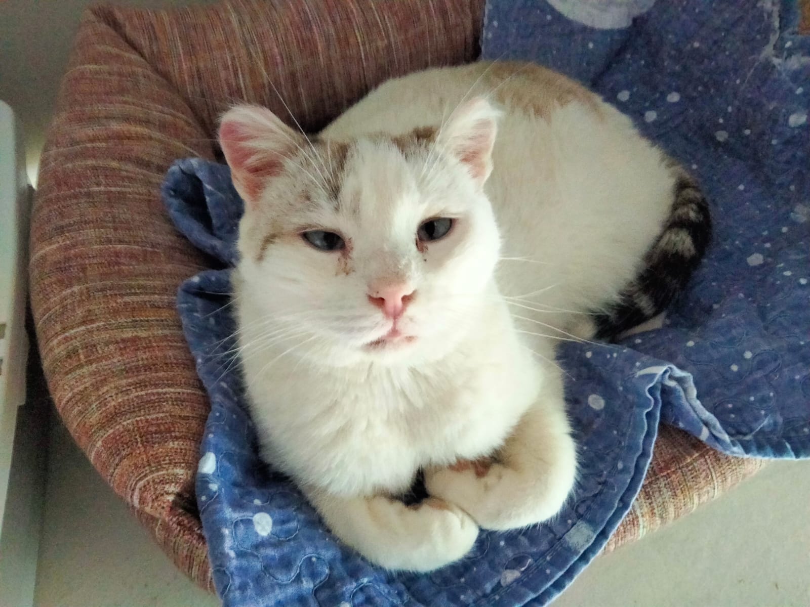 Ramses