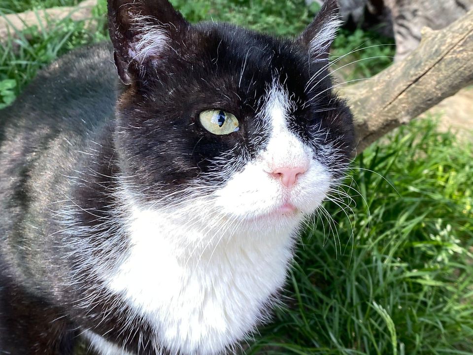 Zorro
