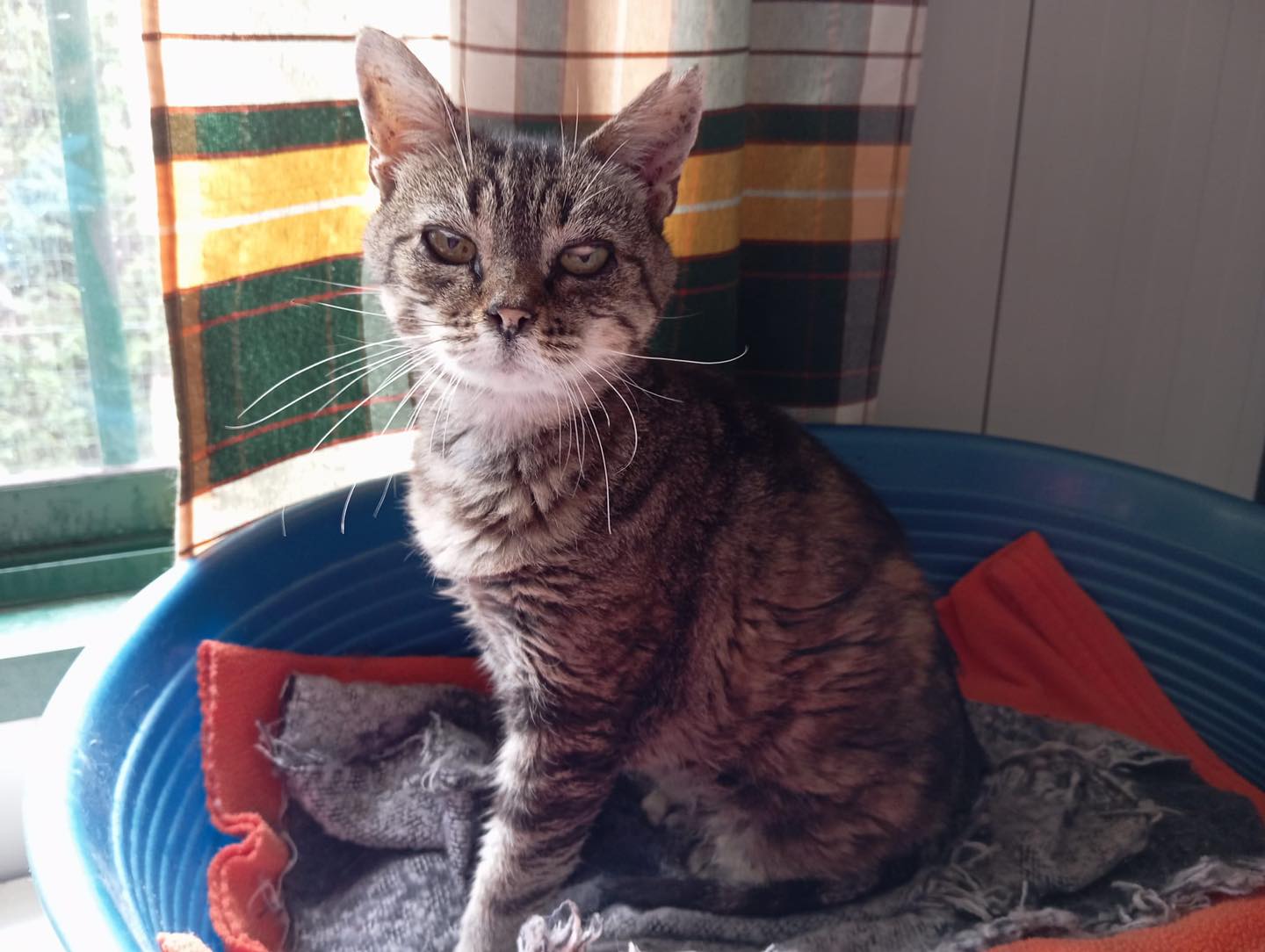 Perla