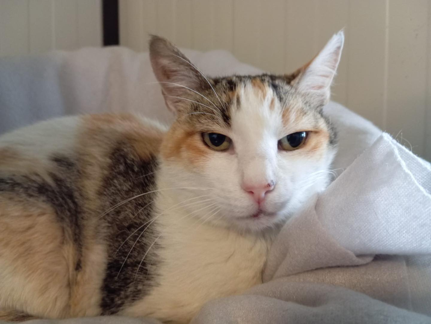 Paolina
