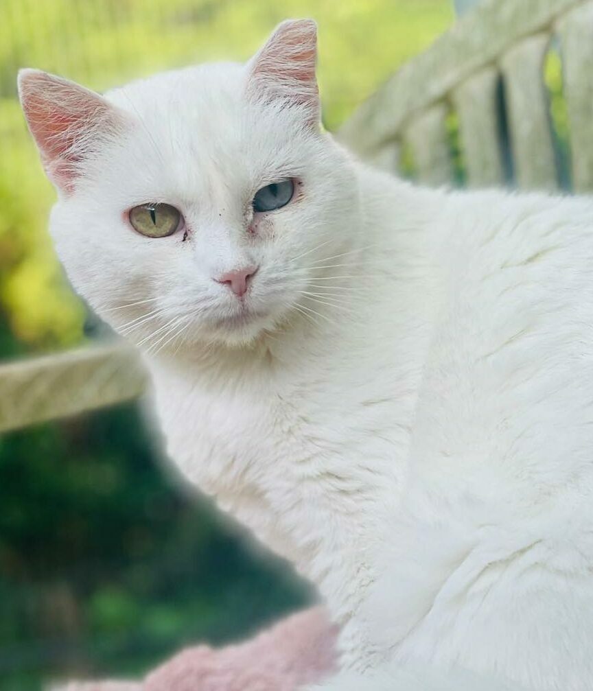 Leila