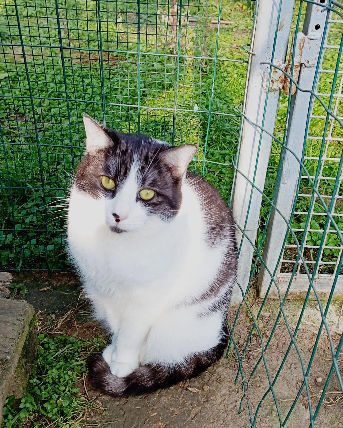 Chicco