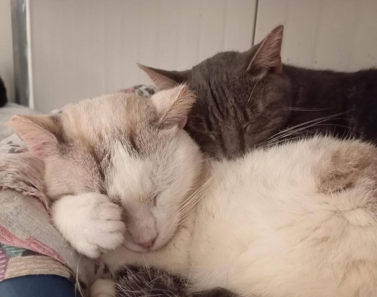 Ramses e Tutankhamon