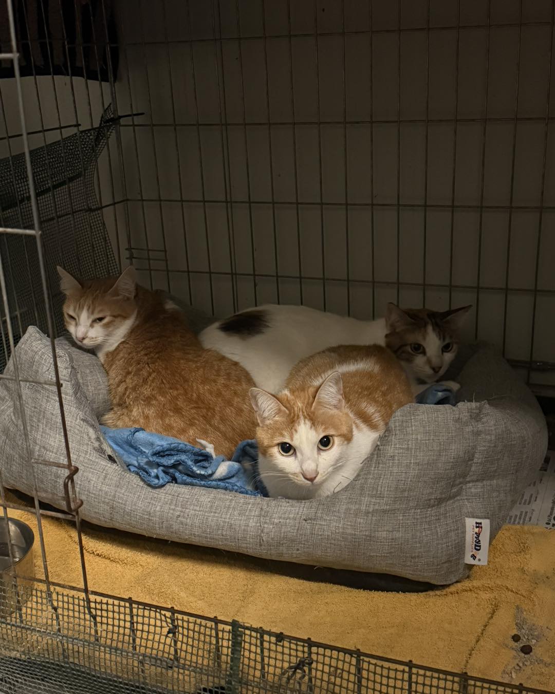 MILADY, LUNETTA E NAZARENA