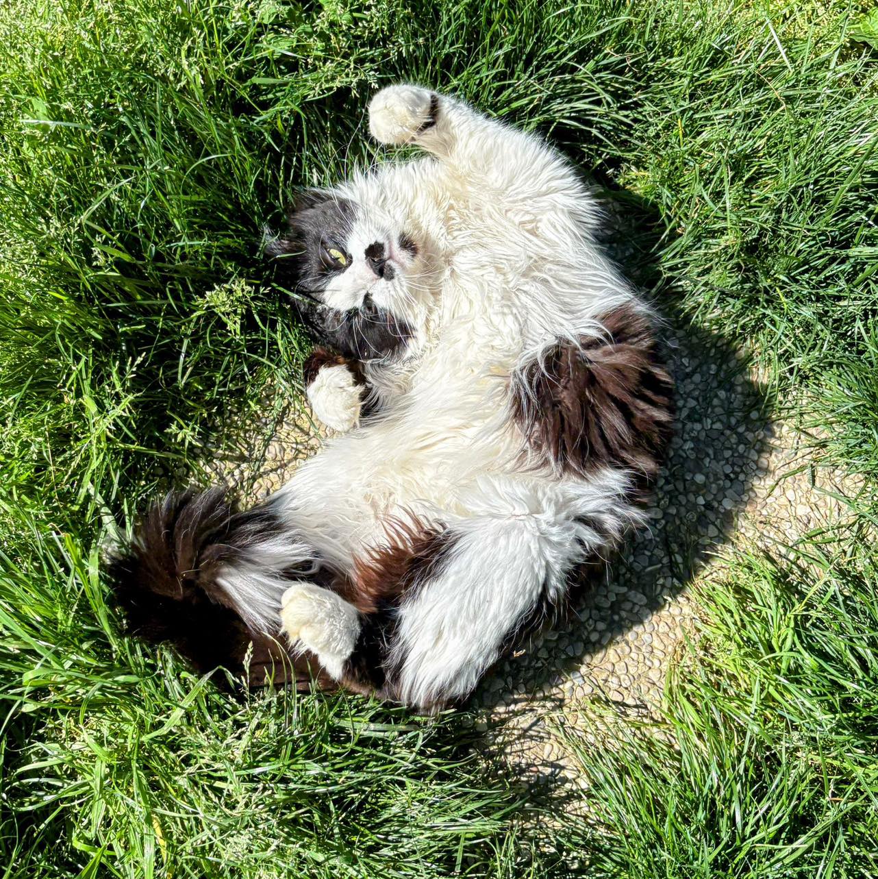 Toki