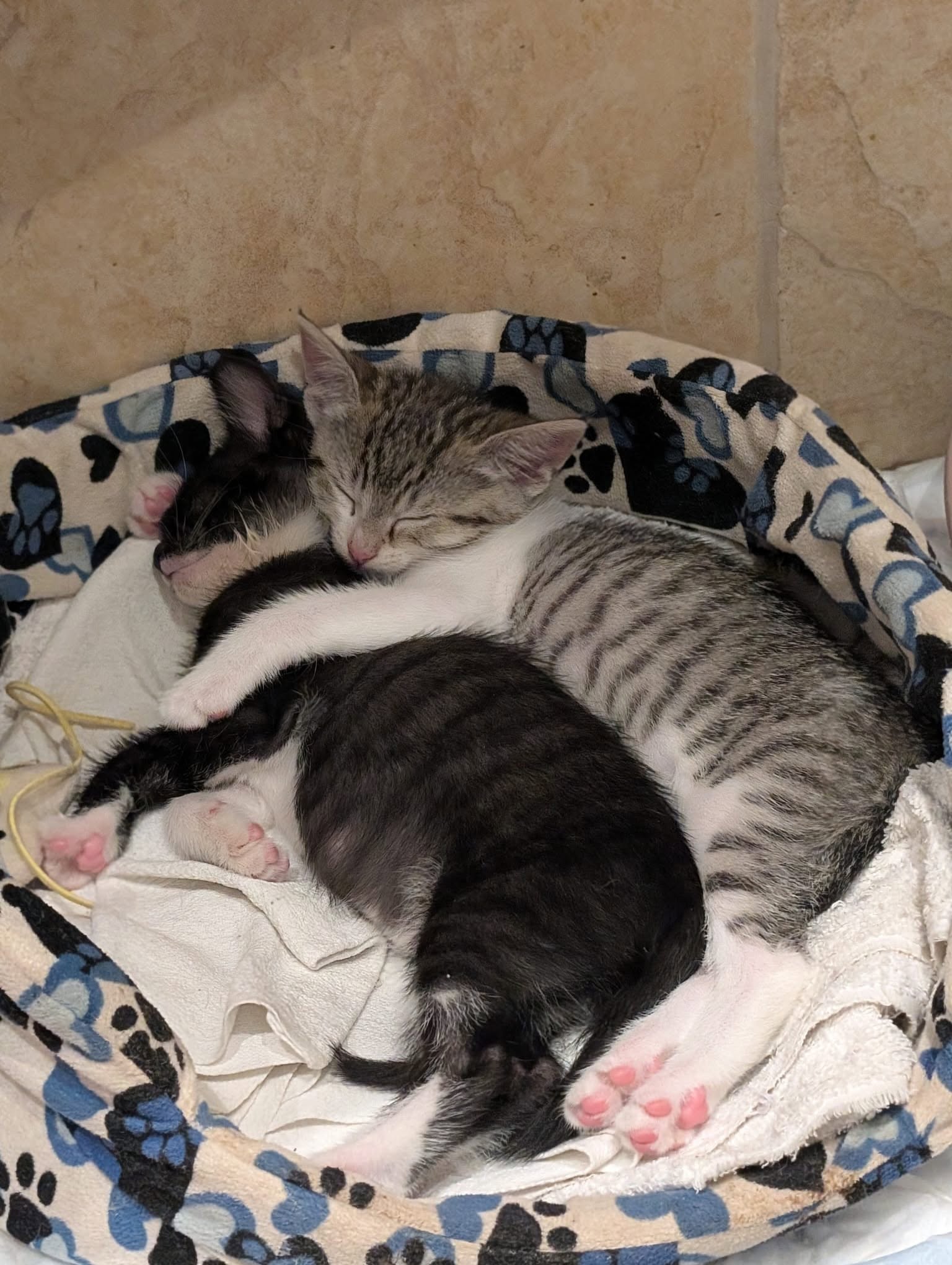 Smoothie e Molly
