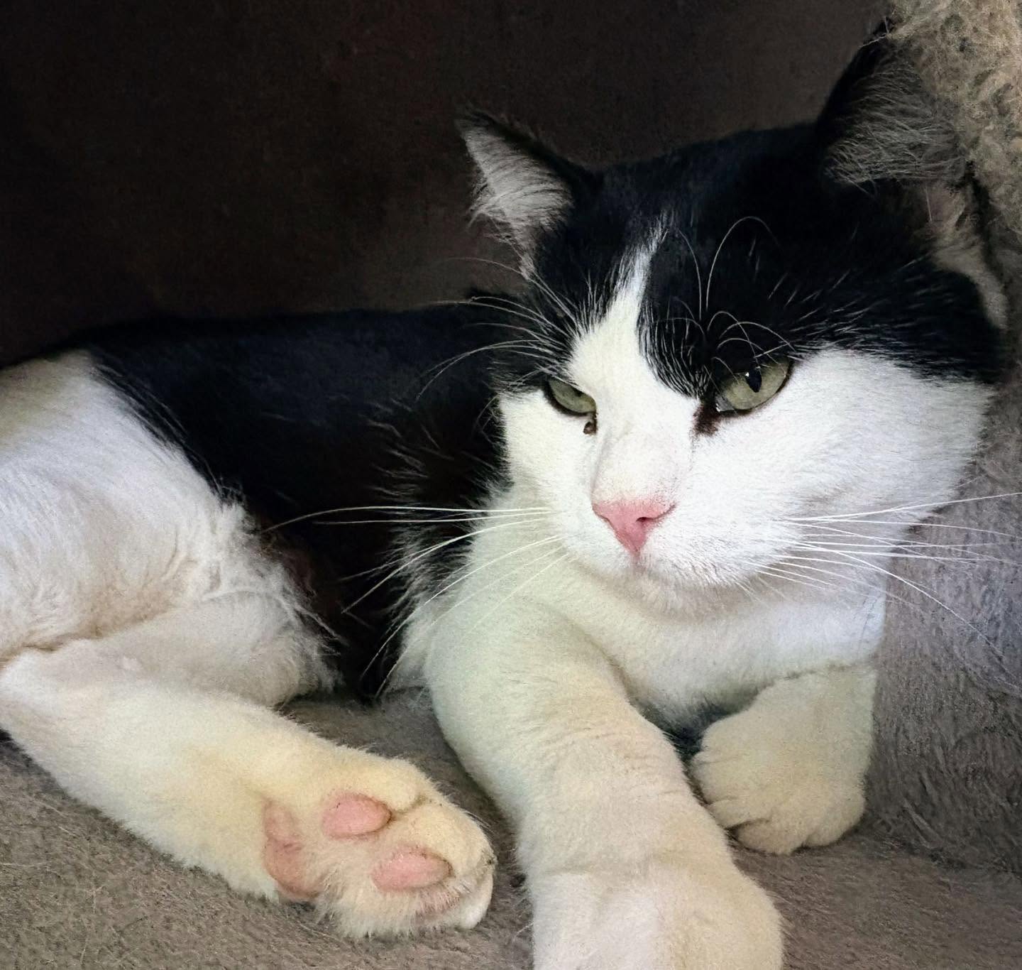 Silvestro