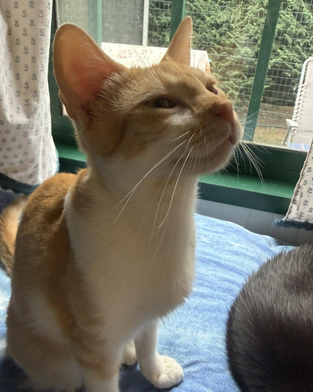 Oscar