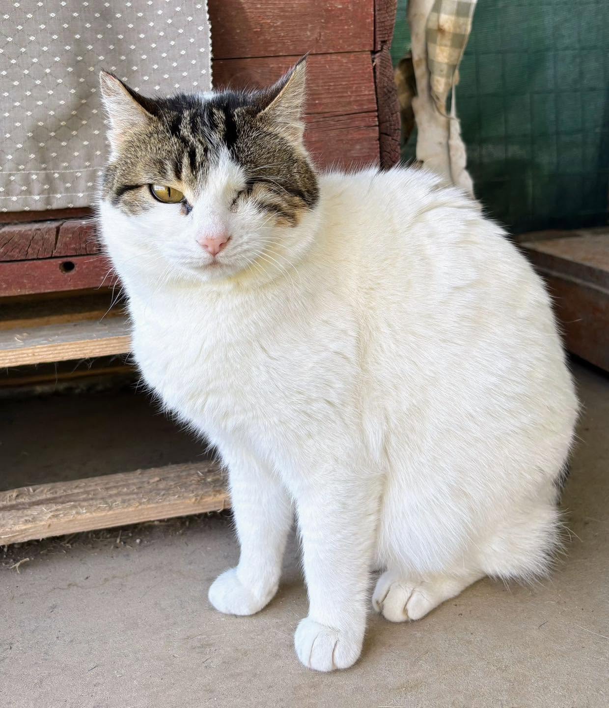 Gina