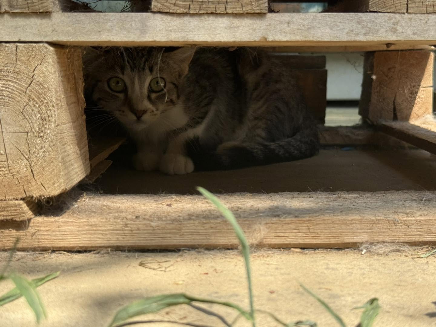 Sahara