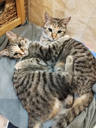 562366142_1219748796851564_5544287165956228312_n