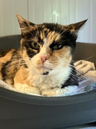 580538680_1245968987562878_3382072818715755647_n