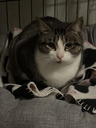 597562127_1265763212250122_7213297466374618181_n