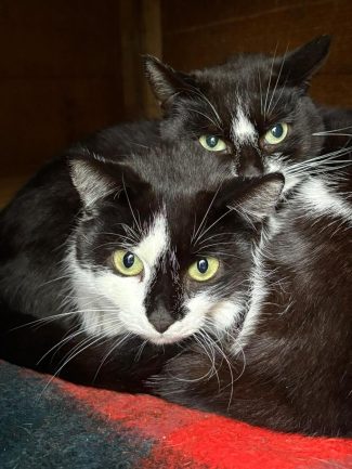 608778183_1281615480664895_2316638303417804787_n