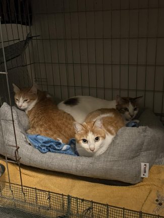 648110977_1335707081922401_2033333796217825534_n