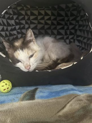 650060394_1340958068063969_6975262724304505024_n